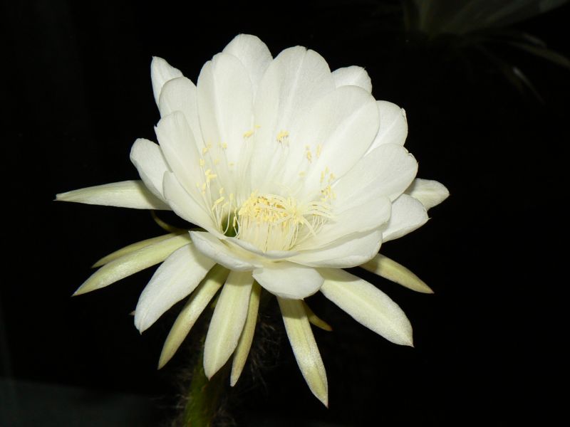 Echinopsis 8