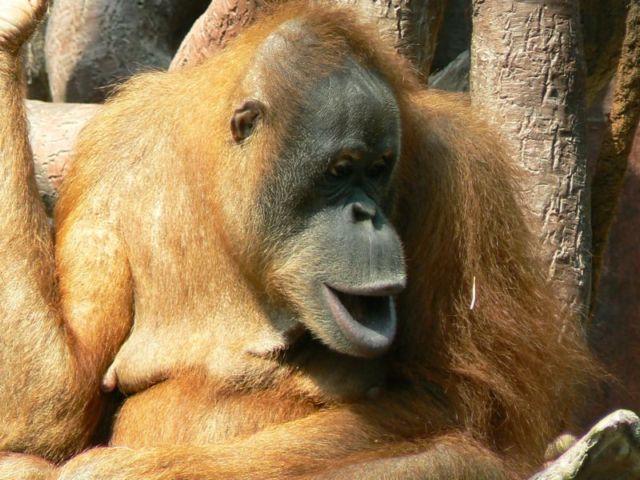 Orangutaní_mamka.jpg