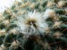 Echinopsis 1