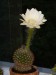 Echinopsis 7