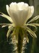 Echinopsis 10