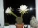 Echinopsis 13
